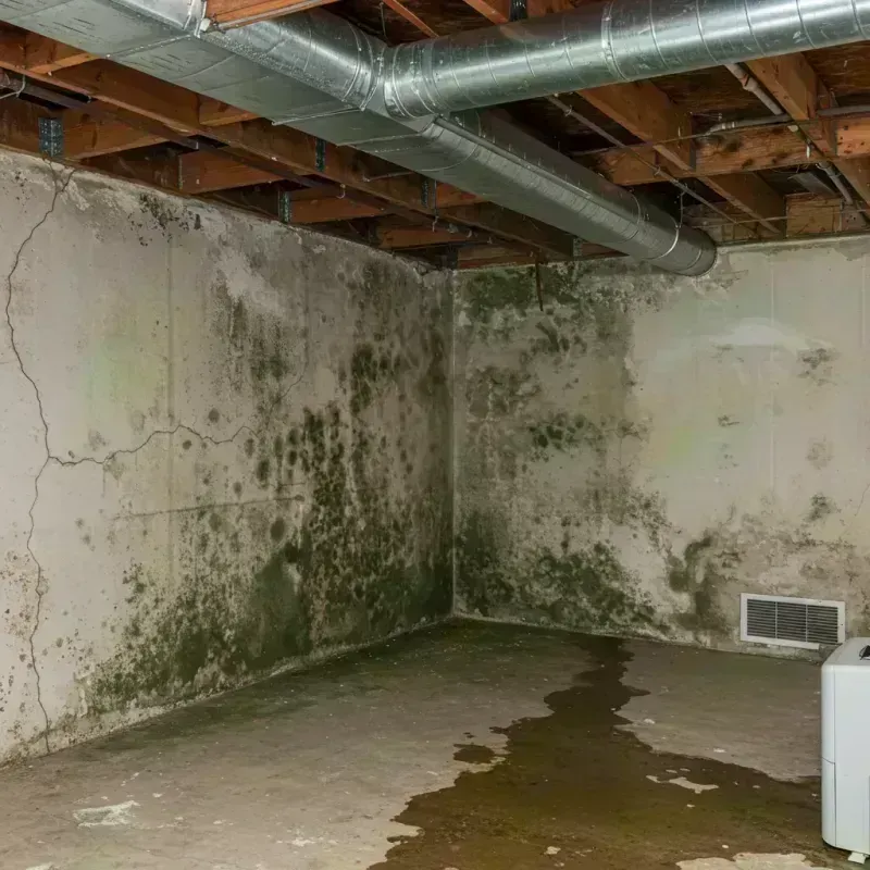 Professional Mold Removal in Mobridge, SD